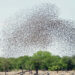 FG Tackles Quelea Birds In 12 Northern States