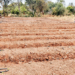 Planning For Raining Season Farming