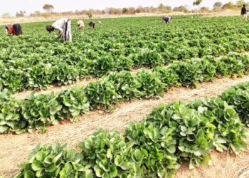 Food Security: Nasarawa To Cultivate 10, 000 Hectares Of Land