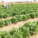 Food Security: Nasarawa To Cultivate 10, 000 Hectares Of Land