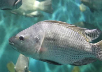 Firm Denies Culpability In Epe Tilapia Fish Mortality
