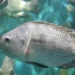 Firm Denies Culpability In Epe Tilapia Fish Mortality 5 Firm Denies Culpability In Epe Tilapia Fish Mortality