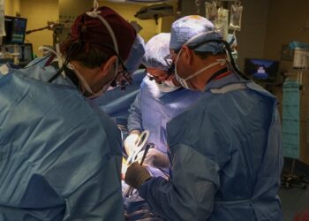 US Surgeons Transplant Pig Kidney Into Human