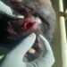 UNIMAID Student Attacks 21-yr-old Lady For Rejecting Love Proposal