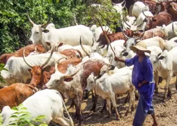 Herdsmen Killed 40 Of My Constituents In 3 Months – Rep