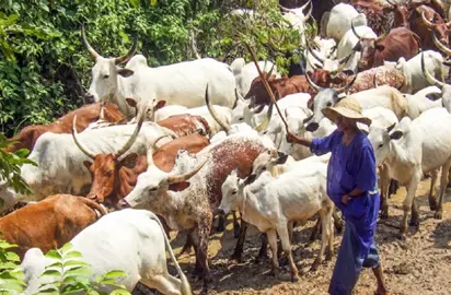 Farmer Laments Killings, Destruction In South West 1 herdsmen