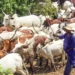 Herdsmen Killed 40 Of My Constituents In 3 Months – Rep