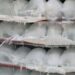 Kano Traders Lament As Ice Block Price Crashes