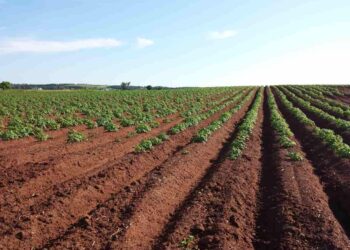 Firm Plans 5,000 Acres Of Land For Lagos Farmers