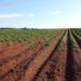 Firm Plans 5,000 Acres Of Land For Lagos Farmers 5 Firm Plans 5,000 Acres Of Land For Lagos Farmers