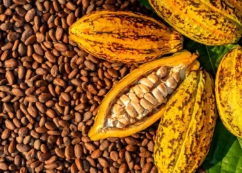 Predicted Flooding In Nigeria Sends Cocoa Prices To $10,770 Per Ton