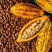 Cocoa Beans, Sesamum Seeds Tops Non-oil Exports In Q4 5 Predicted Flooding In Nigeria Sends Cocoa Prices To $10,770 Per Ton