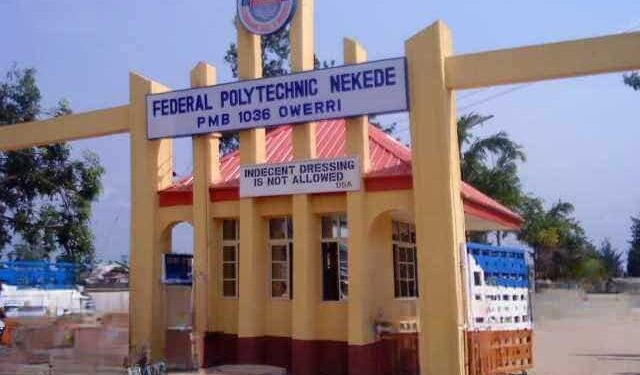 fed poly nekede