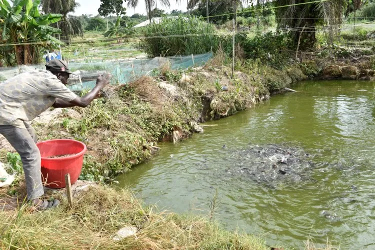 Food Security: Ogun To Revamp Fish Farming Settlements 1 Fish farm operation at the Asejere Fish Farm Cluster in Ijebu Ode