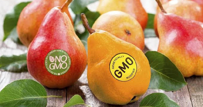 Experts Raise Fresh Concerns Over GM Crops 1 Genetically Modified Crops