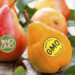 Experts Raise Fresh Concerns Over GM Crops