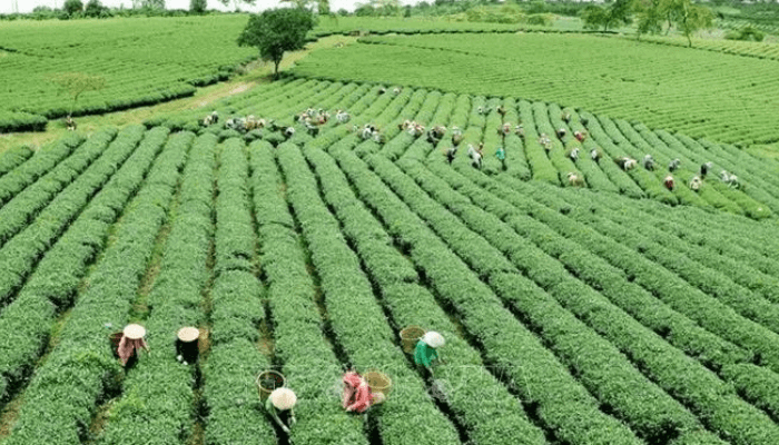 US Investors To Inject $6m In Southern Kaduna Agriculture – Sen Katung 1 Green Agriculture