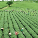 US Investors To Inject $6m In Southern Kaduna Agriculture – Sen Katung
