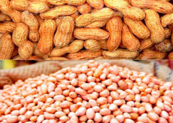 Becoming An Investor In Groundnut Value Chain