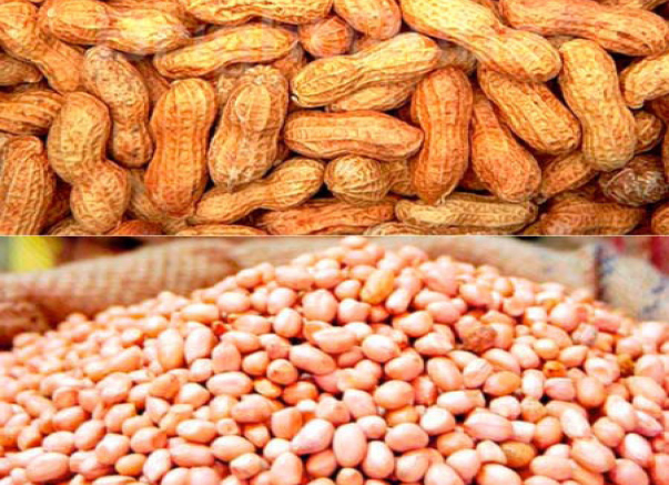 Becoming An Investor In Groundnut Value Chain 1 Groudnut