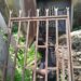 Electricity Cable Thief Electrocuted In Edo 5 Electricity Cable Thief Electrocuted In Edo