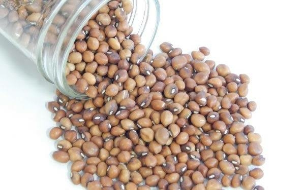 Gates Foundation To Support Kano Gov't With Pests-Resistant Beans 1 IMG 6271