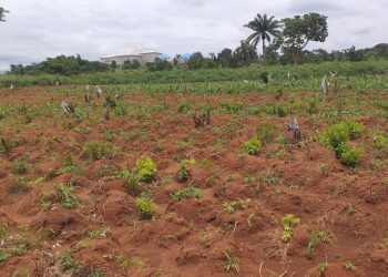 Anambra Community Declares War On Hunger With Farming Activities