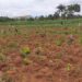 Anambra Community Declares War On Hunger With Farming Activities