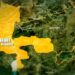 Birnin Kebbi LG Distributes 7,200 Foodstuff To 51 Wards