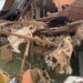Oyo Govt Demolishes Late MKO Abiola’s Widow-led ‘Yoruba Nation’ Building