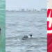 Man Swims Across Lagos Lagoon To Promote Mental Health Awareness 5 Man Swims Across Lagos Lagoon To Promote Mental Health Awareness