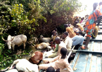 Trailer Crushes 2 Persons, 32 Cows, Others In Taraba