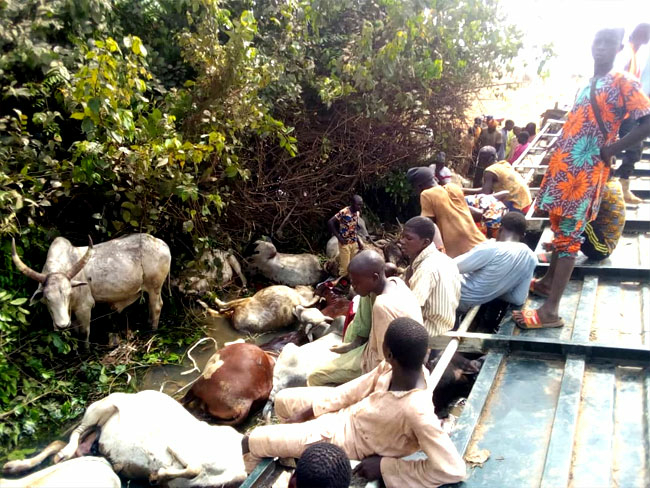 Trailer Crushes 2 Persons, 32 Cows, Others In Taraba 1 Niger Accident1