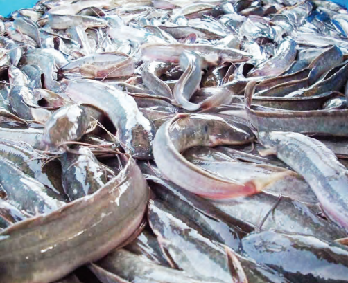 Catfish Farming As Investment Option 1 Screenshot 2024 04 06 105038