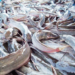 Catfish Farming As Investment Option 5 Profiting From Generator Sales Business