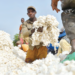 Fresh Concerns As Cotton Industry Remains Comatose 5 Fresh Concerns As Cotton Industry Remains Comatose