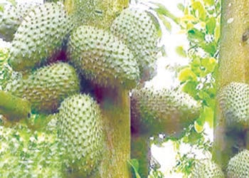 Investing In Soursop Farming