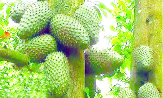 Investing In Soursop Farming 1 Soursop