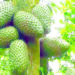 Investing In Soursop Farming 5 Investing In Soursop Farming