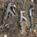 Troops Neutralise 5 Terrorists, Recover Weapons In Taraba 5 Troops Neutralise 5 Terrorists, Recover Weapons In Taraba