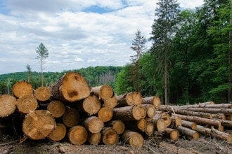 deforestation
