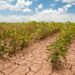 FG To Reduce Climate Change Impacts on Farmers 4 FG To Reduce Climate Change Impacts on Farmers