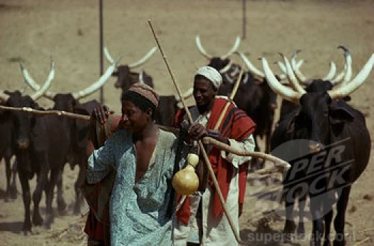 Sultan Urged To Wade Into Hausa, Fulani Crisis 1 fulani herdsmen