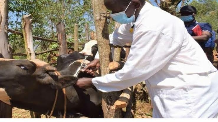 Firm Unveils Innovative Credit Scheme To Boost Animal Health Sector 1 images 2023 07 18T045128.919