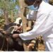 Firm Unveils Innovative Credit Scheme To Boost Animal Health Sector 5 Firm Unveils Innovative Credit Scheme To Boost Animal Health Sector