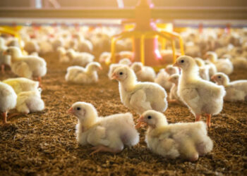 Rearing Newborn Chicks For Sale To Poultry Farmers