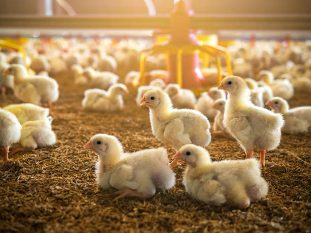 Rearing Newborn Chicks For Sale To Poultry Farmers 1 The little chicken in the smart farming. The animals farming business picture with yellow light