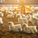 Rearing Newborn Chicks For Sale To Poultry Farmers