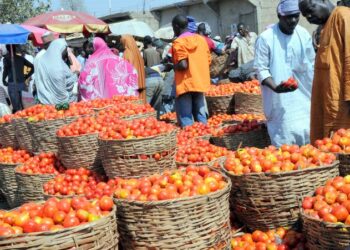 Tomato Scarcity Looms As Pest Infests Kano Farms