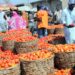 Tomato Scarcity Looms As Pest Infests Kano Farms 5 Tomato Scarcity Looms As Pest Infests Kano Farms